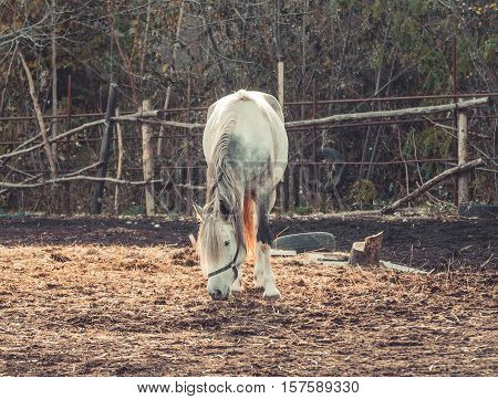 Beautiful white horse in the walking open-air cage, nice sunny day. Horse walks on a pasture.