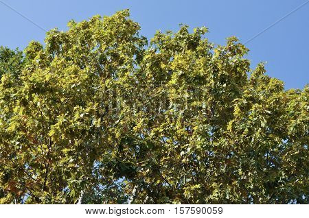 Plane (Platanus) aka Sycamore tree top over sky