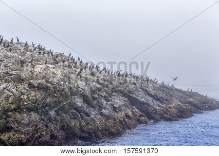 Majestic Sea And  Flocks Of Birds Sitting On Rocks In Heavy Fog.