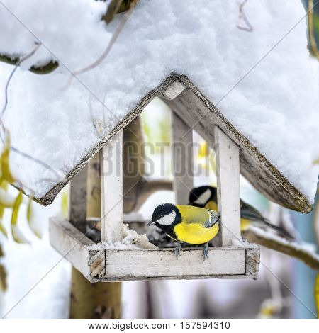 small bird on feedbox close up