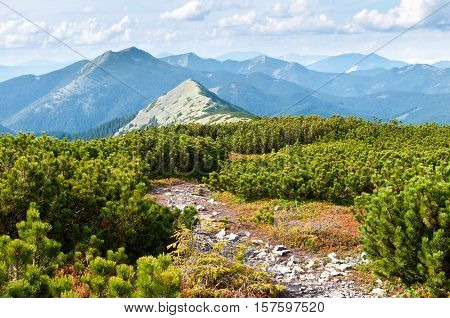 Carpathian mountains in autumn. A path to the peak waiving through creeping pine. Cloudy sunny day