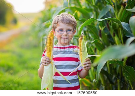 Happy preschool kid boy with glasses holding ears of corn on farm in field, outdoors. Funny child hild having fun with farming and gardening of vegetable. Harvest, Thanksgiving Day.