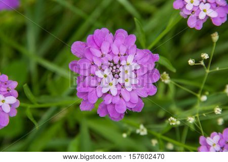 Small purple flower Iberis umbellate in summer
