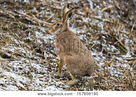 brown hare (European hare Lepus europaeus) sitting in a field in winter during snow