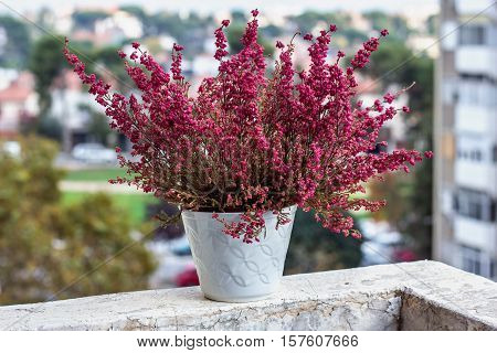 Heather in a pot (Calluna vulgaris) Outdoor