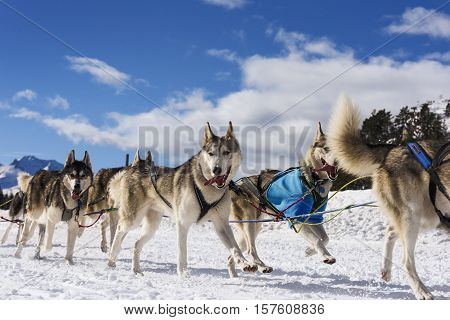 musher dogteam driver and Siberian husky at snow winter competition race in forest