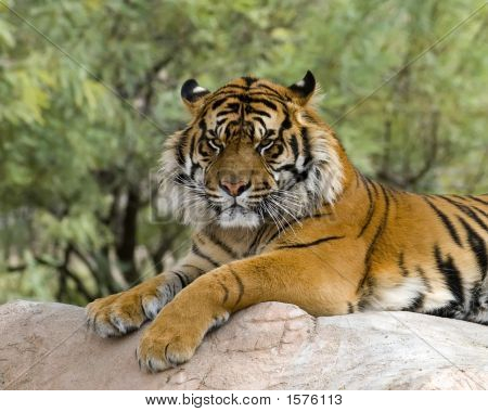Hvilende Tiger