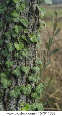 Macro From Ivy On A Tree In Autunm