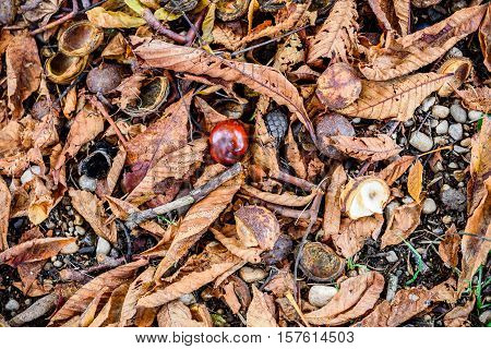 Horse Chestnut - Aesculus Hippocastanum On Forest Floor With Leaves.