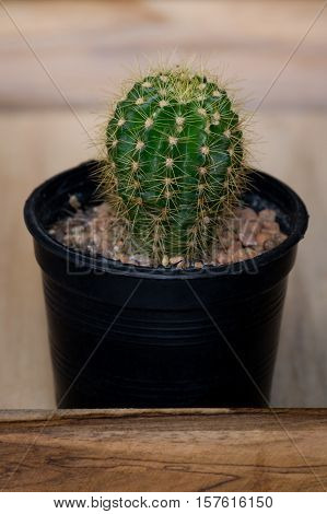 The cactus in pot on wooden box
