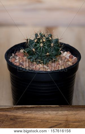 The cactus in pot on wooden box
