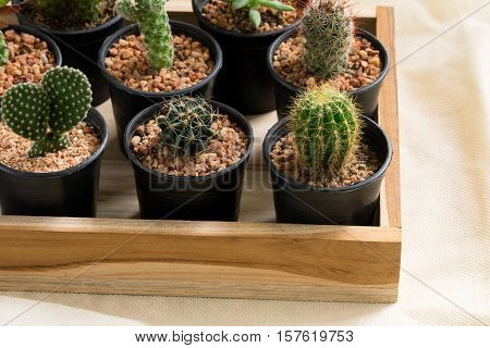 The cactus in pot on wooden box