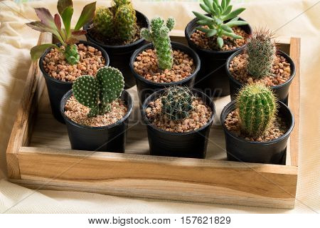 The cactus in pot on wooden box
