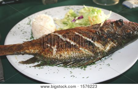 Red Snapper