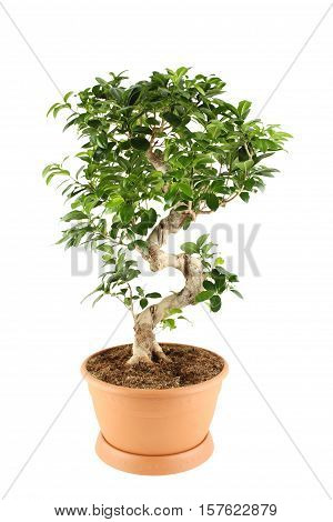 Close-up of a ficus tree. Plant in a pot. Isolated