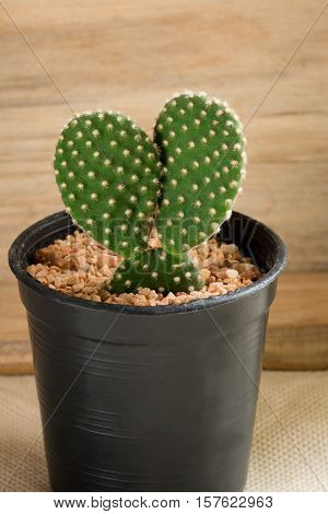 The cactus in pot with wooden background