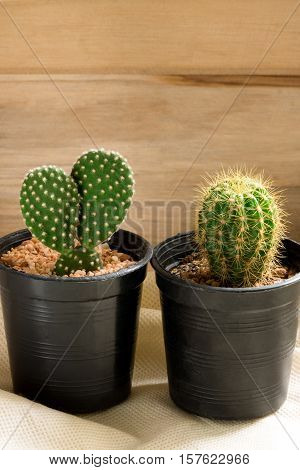 The cactus in pot with wooden background