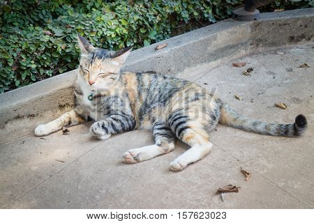 Cat asleep lying on the floor stock photo