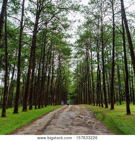 Bo kaeo pine tree garden Chiang Mai Thailand