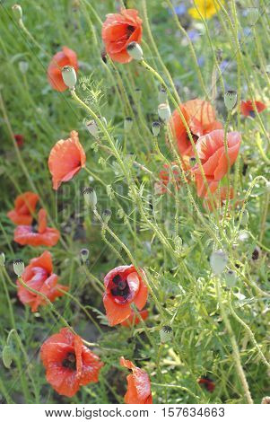 The symbolism of the Poppy varies greatly from country to country, but most of them share at least one or two common meanings for this particular flower.