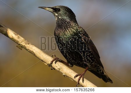 Common Starling (Sturnus Vulgaris) perched on isolated branch