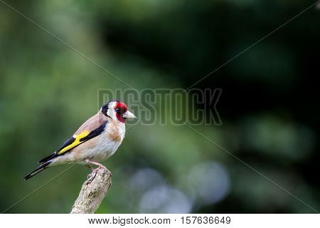 Goldfinch (Carduelis Carduelis) perched on Isolated Branch