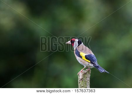 Goldfinch (Carduelis Carduelis) perched on Isolated Branch