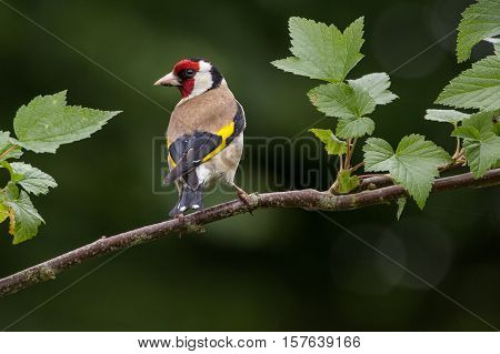 Goldfinch (Carduelis Carduelis) on branch facing left