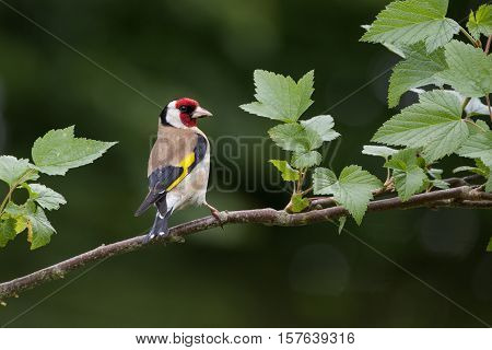 Goldfinch (Cardulis Carduelis) on branch facing right