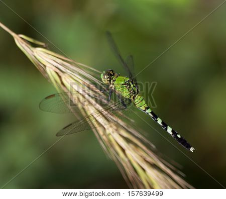 Female Eastern Pondhawk (Erythemis simplicicollis) resting on grass