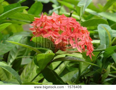 Flor de naranja