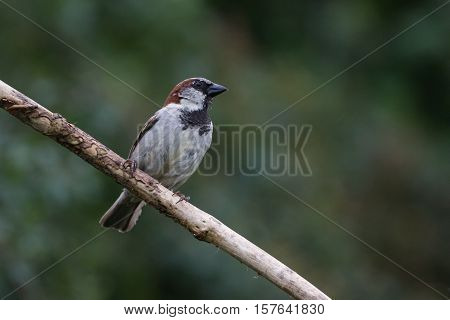 House Sparrow (Passer Domesticus) on Branch facing right