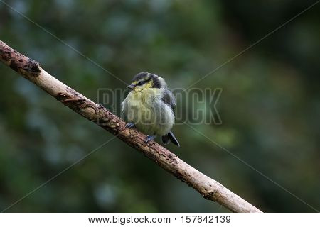 Juvenile Great Tit (Parus Major) on Branch
