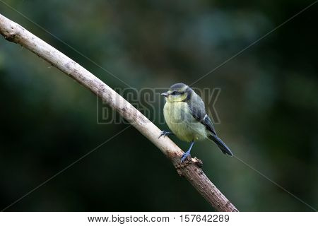 Juvenile Great Tit (Parus Major) on Branch