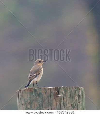 Northern Wheatear (Oenanthe oenanthe) perched on a post