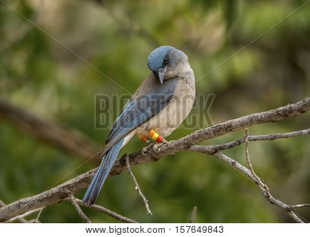 A beautiful Mexican Jay with research bands on its legs perches on a branch in a southeast Arizona woodland.
