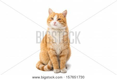looking red cat on a white background