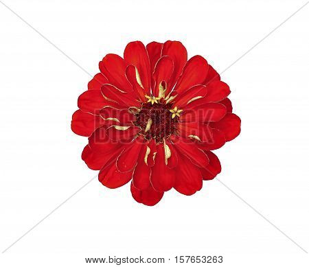 Bright red flower zinnia isolated on white background