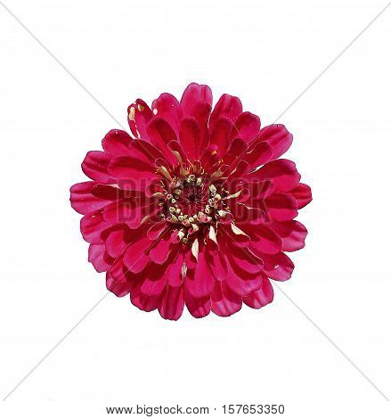 Bright red flower zinnia isolated on white background