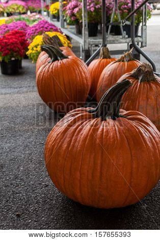 Group of pumpkins at the farmers market