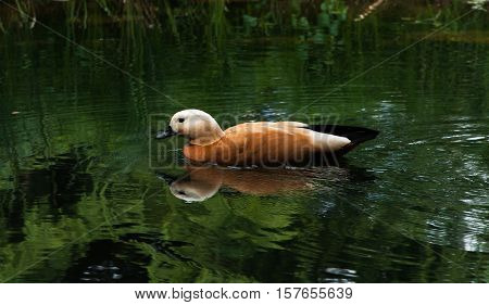 A duck swimming in a green colored pond