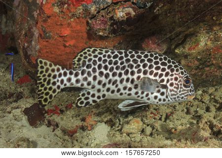 Andaman Sweetlips fish