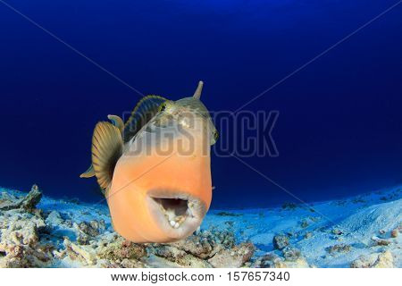 Triggerfish fish