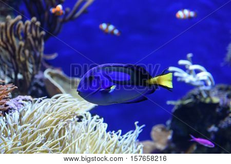 A blue tang fish swimming at the aquarium