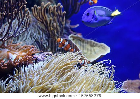 A blue tang fish and a clown fish swimming at the aquarium