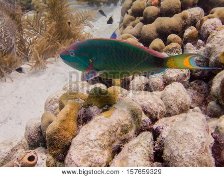 A Parrot fish swimming underwater in Bonaire, Caribbean