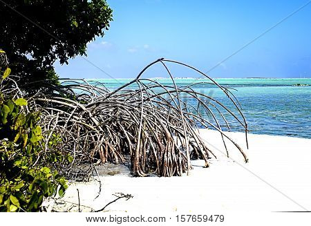 Shore line with trees and roots rising from the salty foam.