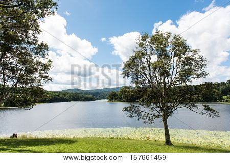 Green tree by a pond in the park, Nimbin, Australia
