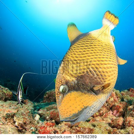 Titan Triggerfish