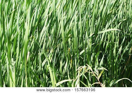 Green Field Of Grass Waving By Wind